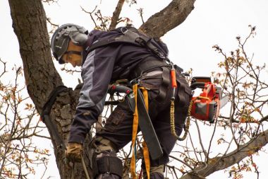 Oduncu gördüm ve bir ağaç budama koşum takımı ile. Eski ceviz ağacının arborist çalışmaları.