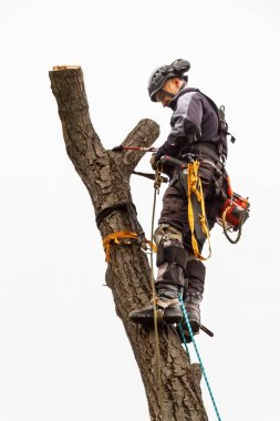 Oduncu gördüm ve bir ağaç budama koşum takımı ile. Eski ceviz ağacının arborist çalışmaları.