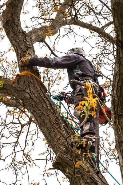 Holzfäller mit Säge und Geschirr schneiden einen Baum. Baumarbeiten am alten Walnussbaum. — Stockfoto