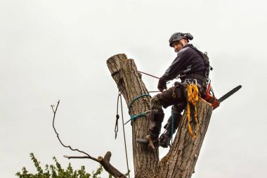 Oduncu gördüm ve bir ağaç budama koşum takımı ile. Eski ceviz ağacının arborist çalışmaları.