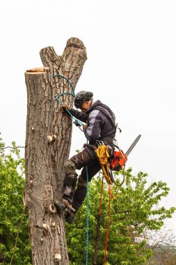 Oduncu gördüm ve bir ağaç budama koşum takımı ile. Eski ceviz ağacının arborist çalışmaları.