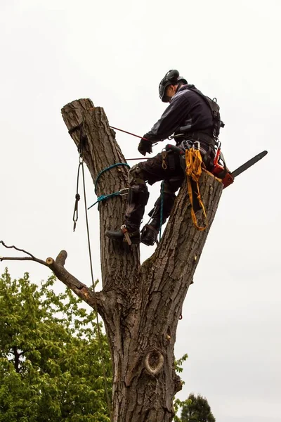 Holzfäller mit Säge und Geschirr schneiden einen Baum. Baumarbeiten am alten Walnussbaum. — Stockfoto