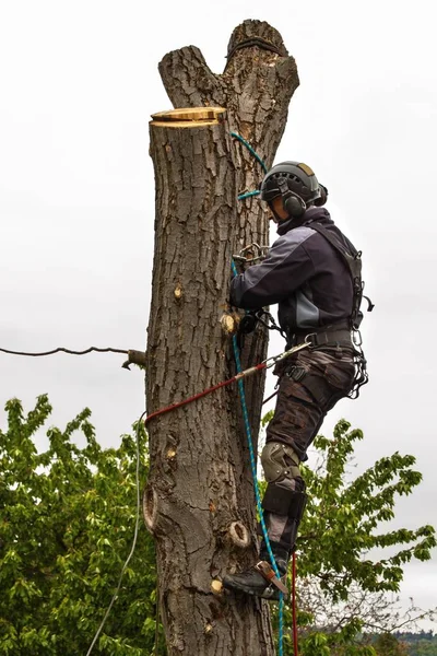 Houthakker met zaag en harnas snoeien van een boom. Boomkweker werken op oude walnoot boom. — Stockfoto