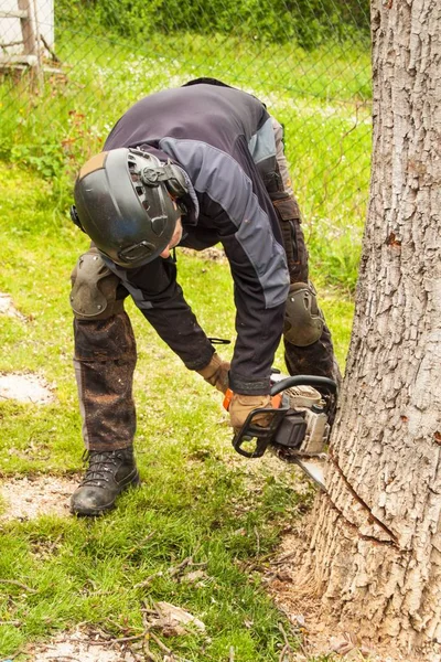 Houthakker snijdt de oude walnoot-boom. Werken vanuit een kettingzaag. Houten voorbereiding Verwarming. — Stockfoto