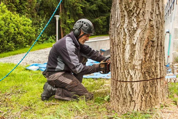 Ξυλοκόπος κόβει το παλιό δέντρο καρυδιάς. Εργασία από ένα αλυσοπρίονο. Προετοιμασίας του ξύλου για θέρμανση. — Φωτογραφία Αρχείου
