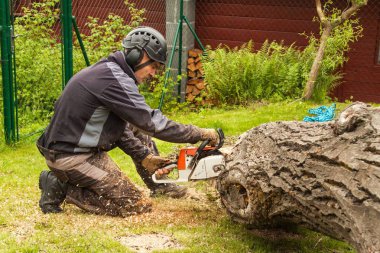 Oduncu testere keser. Profesyonel oduncu kesme Bahçe büyük bir ağaç.
