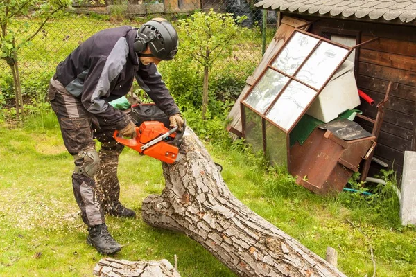 Woodcutter cuts the chain saw. Professional Lumberjack Cutting a big Tree in the garden. — Stock Photo, Image