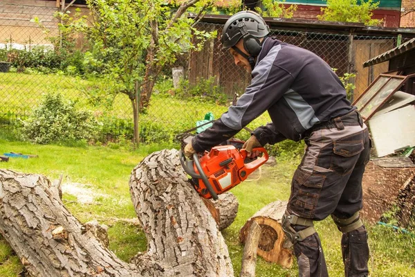 Skogshuggaren skär motorsågen. Professionella skogshuggare skära ett stort träd i trädgården. — Stockfoto