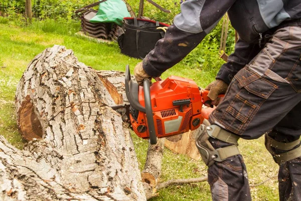 Favágó csökkenti a láncfűrész. Szakmai Favágó vágás egy nagy fa a kertben. — Stock Fotó