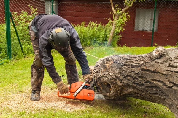 El leñador corta la motosierra. Madera profesional Cortando un gran árbol en el jardín . — Foto de Stock