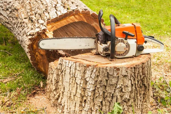 Professionelle Kettensäge steht am Walnussbaum. Benzinsäge am gefällten Baum. — Stockfoto