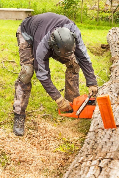 Skogshuggaren skär motorsågen. Professionella skogshuggare skära ett stort träd i trädgården. — Stockfoto