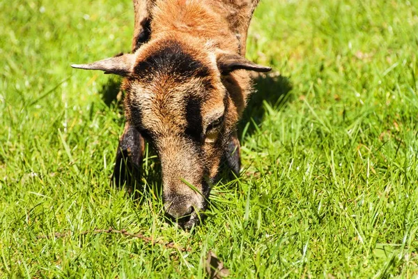 Onu çim otlatma için koyun. Yerli koyun yetiştiriciliği. — Stok fotoğraf