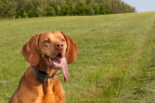 Electric collar for dog. Hunting dog training. Hungarian pointer \
