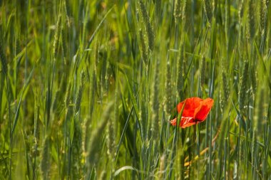 Kırmızı gelincik yeşil alan içinde. Gaziler günü. Tarım peyzaj.
