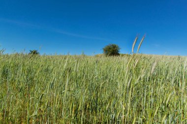 Olgunlaşmamış alan tahıl. Tarım bitkileri büyüyen. Çek Cumhuriyeti tarım arazisi.