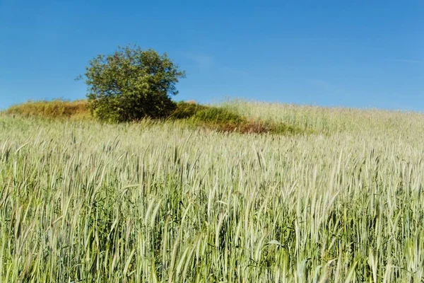 Поле незрелого зерна. Рост сельскохозяйственных культур. Сельское хозяйство Чехии . — стоковое фото