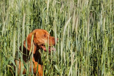 Macar köpek yeşil Mısır. Avcı yardım. Köpek Viszla AVI.