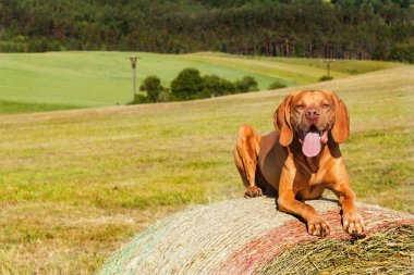 Macar işaretçi üzerinde bir haystack yatıyor. Mera Çek Cumhuriyeti'nde tarım çalışmalarına. İşten sonra dinlenme.