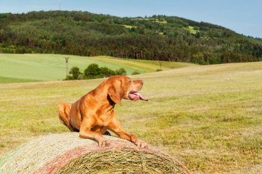 Macar işaretçi üzerinde bir haystack yatıyor. Mera Çek Cumhuriyeti'nde tarım çalışmalarına. İşten sonra dinlenme.
