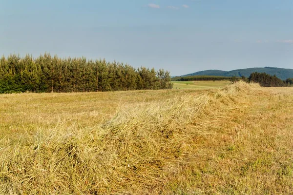 Getrocknetes Heu ernten. Schiebe Wiese. Abend auf dem Bauernhof. — Stockfoto