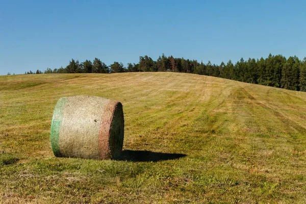 Седые тюки на лугу. Сбор сушеного сена. Толкаемый луг . — стоковое фото