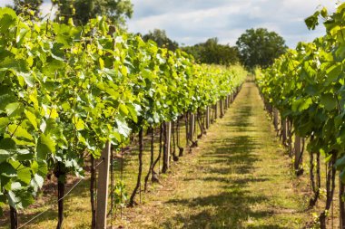 Çek Cumhuriyeti'nde bir üzüm bağı yaz sabahı. Büyüyen asma.