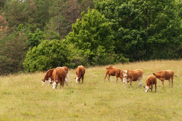Cows on pasture at the woods. Cattle farming in the Czech Republic. — Stock Photo, Image