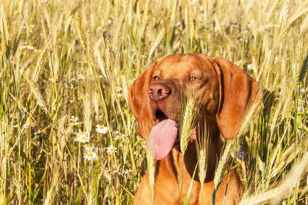 Hot evening at farm farm. Cultivation of grain. Detail of dog head. Dog in the wheaten field. — Stock Photo, Image