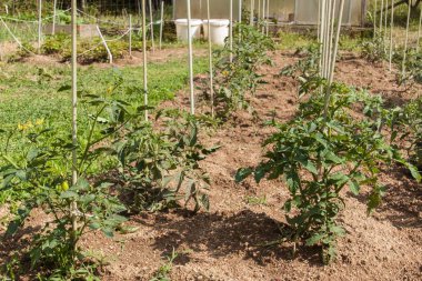 Yeşil domates. Tarım kavramı. Yeşil kaynaklanıyor olgunlaşmamış domates meyve.