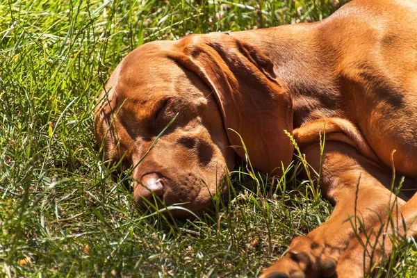 The Hungarian pointer Vizsla sleeps in the grass. Hot day on the farm. Dog rest. — Stock Photo, Image