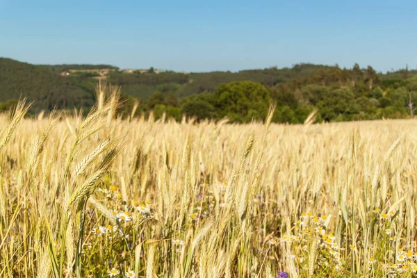 Ripe wheat on a field in the Czech Republic. Evening on farm. Growing of grain. — Stock Photo, Image