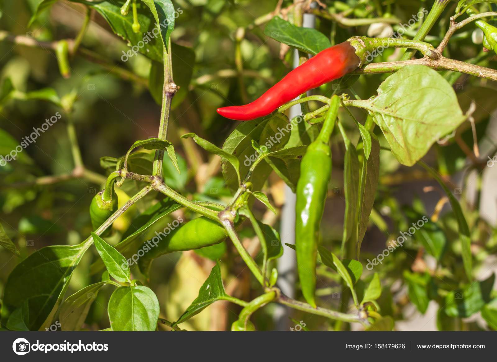 Growing Or Pepper In The Garden Spicy Spice Stock Photo