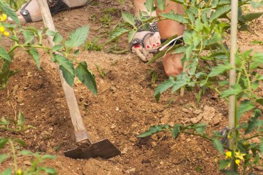 Bir çiftlikte çalışan kadın. sebze yetiştirme. Domates çalılar ve çapa. Yabani otlar kazma.