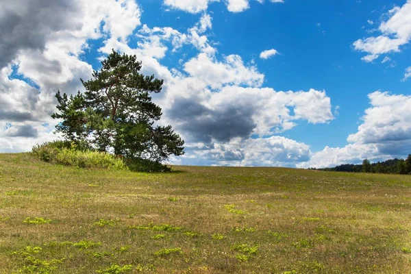 Einsamer Baum am Horizont. Trockenweide. kleine Kiefer am blauen Himmel mit Wolken. — Stockfoto