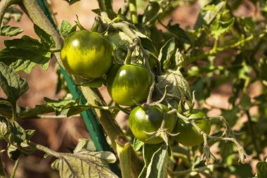 Siyah olgunlaşmamış domates. Sebze yetiştirme. Domates yeni çeşitli. Indigo gül.