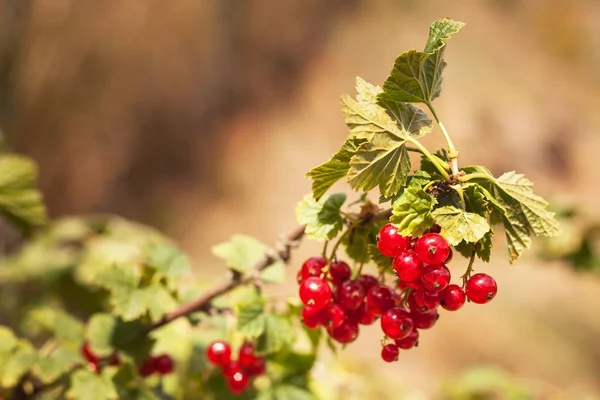 Спелая красная смородина на кустах. Растущие фрукты . — стоковое фото