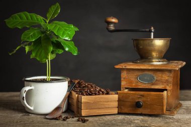 Kahve çekirdekleri ve kahve fidan. Kahve ticareti. Bitkisel üretim. Kafe reklam