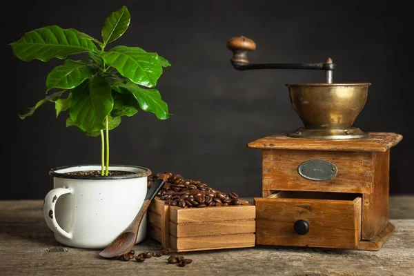 Кофейные зерна и кофейные саженцы. Торговля кофе. Производство урожая. Реклама кафе — стоковое фото