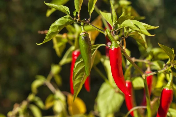 Chilli pepper in the garden. Growing vegetables. Hot spices in the food. — Stock Photo, Image