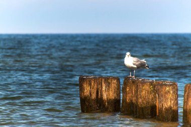 Martı tahta bir kazık denizin üzerinde oturuyor. Kuşlar Baltık Denizi kıyısında. Dalgakıran üzerinde dinlenmek.
