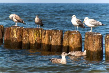 Martı tahta bir kazık denizin üzerinde oturuyor. Kuşlar Baltık Denizi kıyısında. Dalgakıran üzerinde dinlenmek.
