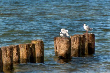 Martı tahta bir kazık denizin üzerinde oturuyor. Kuşlar Baltık Denizi kıyısında. Dalgakıran üzerinde dinlenmek.