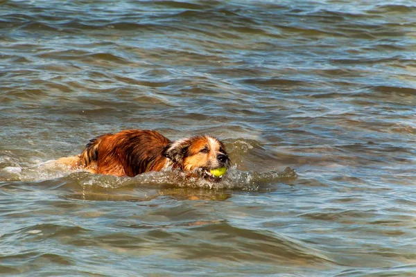 Dog swims in the sea. The dog is playing in the waves of the Baltic Sea. Fun in the water.