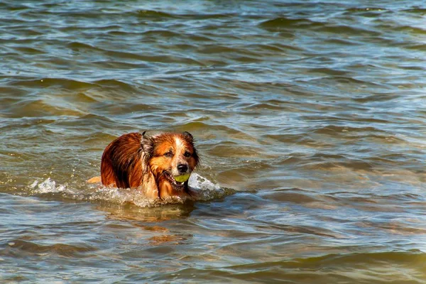 Собака плаває в морі. Собака грає в хвилі Балтійського моря. Весело у воді. — стокове фото