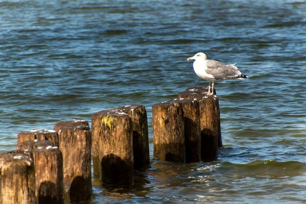 Чайка сидит на деревянном столбе в море. Птицы на побережье Балтийского моря. Отдых на волнорезе . — стоковое фото