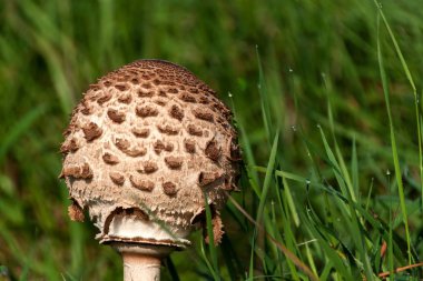 Sonbahar mantar toplama - Macrolepiota Procera. Çayır sabah. Bir sünger görünümünü yakın çekim.