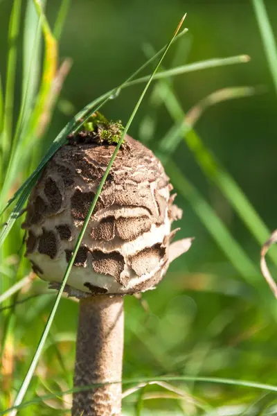 Recogida de setas de otoño - Macrolepiota Procera. Mañana en el prado. Vista de cerca de una esponja . — Foto de Stock