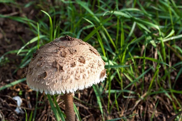 Recogida de setas de otoño - Macrolepiota Procera. Mañana en el prado. Vista de cerca de una esponja . — Foto de Stock