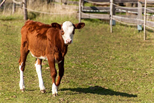 Bezerro em pasto. Vaca jovem em pastoreio. Outono na quinta agrícola. Criação de bovinos . — Fotografia de Stock